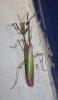 Empusa pennata